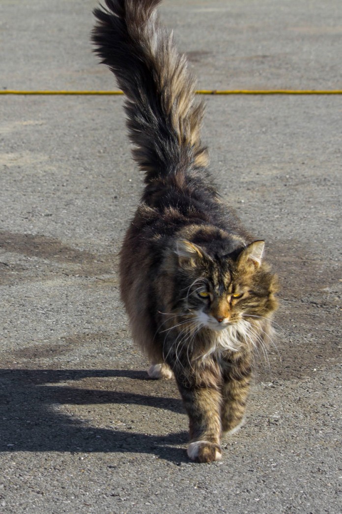 tarmac cat pacing back and forth while brooding