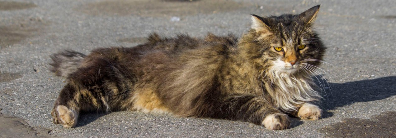 tarmac cat on Alaskan airstrip did not care about anything