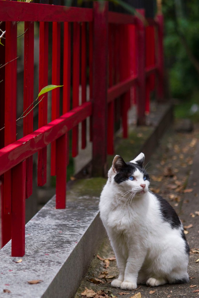 fushimi kitty and red fence