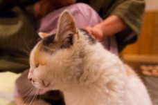 more petting of ryokan cat