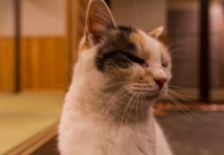 ryokan cat wonders what happened to the petting