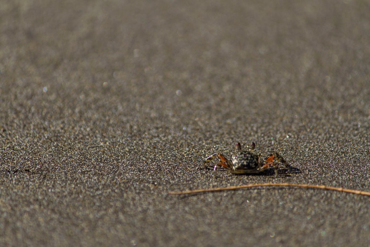 crab on the island sand