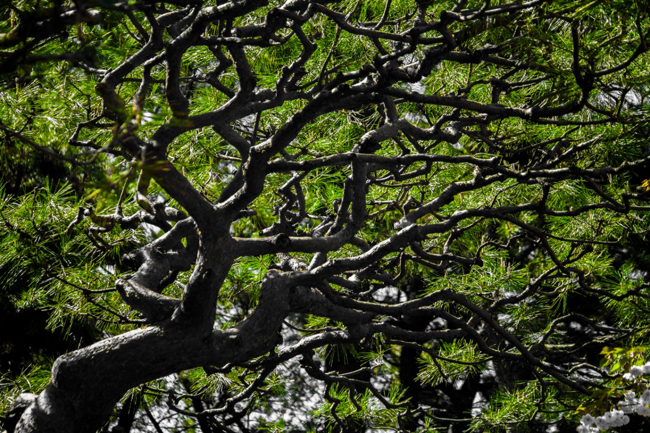 large bonsai style tree in shinjuku park
