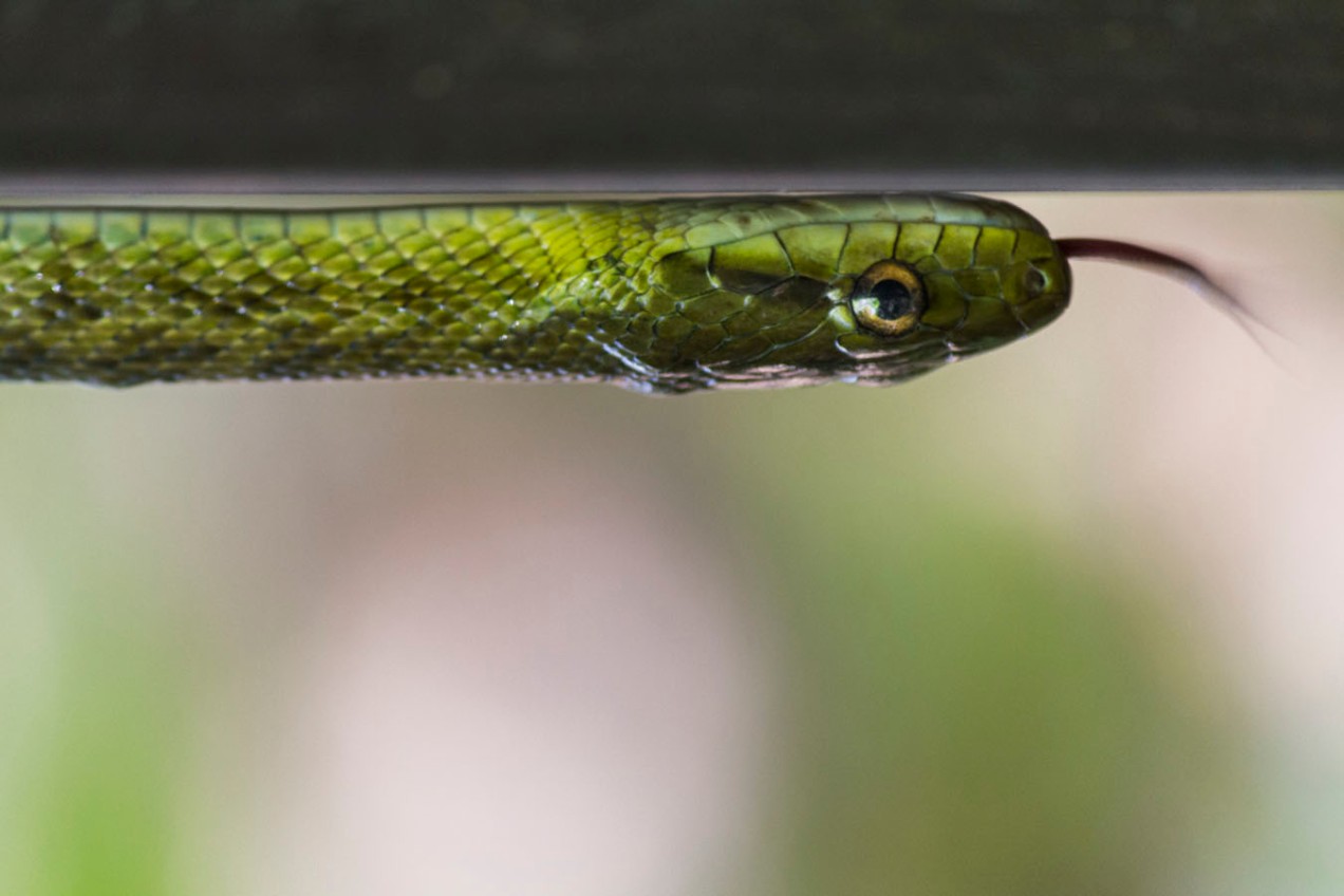 green snake at shinjuku park