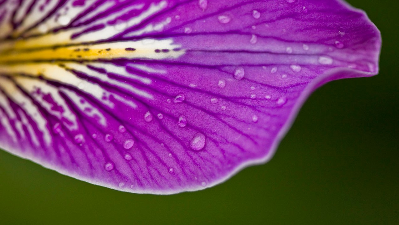 vibrant purple iris flower
