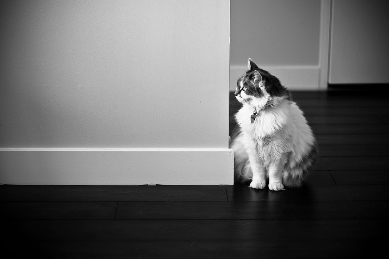 black and white photo of a regal cat