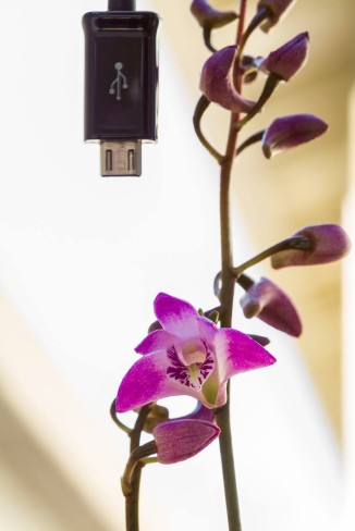 small orchids with a micro USB connector