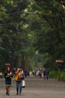 a large forest path within meiji jingu's grounds