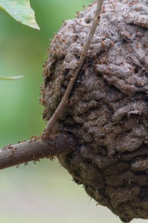 Taiwanese stinging ant nest on a tree branch