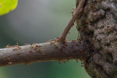 Taiwanese stinging ants at work
