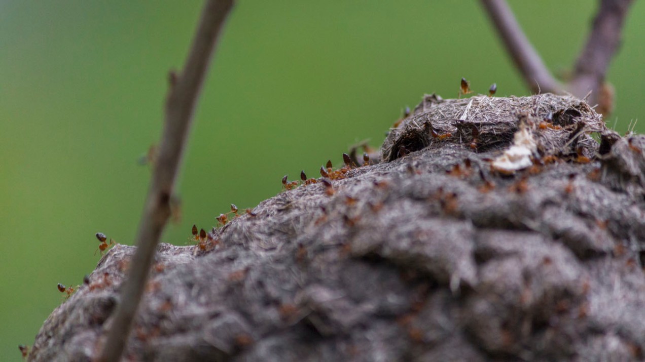 taiwanese stinging ants at work