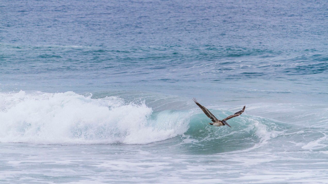 Pelican gliding atop a crashing wave